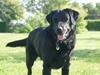 Labrador retriever Kingo