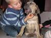 Cane corso Ashlan