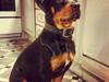 Rottweiler Sasha
