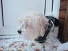 Coton de tulear Maui Sirene