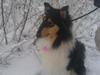 Collie langhåret Fie