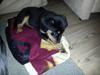Blanding af racer Bamse