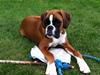 Boxer Carolinekildes Jeanne d'Arc aka JOY [ Himmelhund]