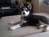 Siberian husky Kaiser