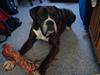 Boxer Rysse (Ikke mere min)