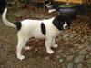 Landseer Emmie