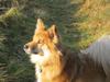 Islandsk fårehund Coco