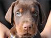 Dobermann Proud Danish Fresh Falcon (Morgan)
