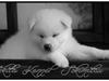 Akita inu L' Myôrô Yuki Tokimitzu