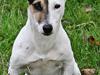 Jack russell terrier Druestrups Ike [ Himmelhund]