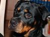 Rottweiler Saxo (Vom Hause Luna's Pyton)