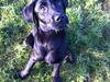 Labrador retriever Paw
