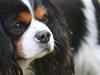 Cavalier king charles spaniel Birkedals Charlie <3 *SOULMATE* [ Himmelhund]