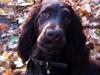 Cocker spaniel Agnes