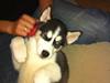 Siberian husky Lumix
