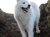 Samojedhund Aslan