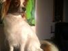 Papillon Avalee aka Ene Herskeren