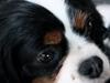 Cavalier king charles spaniel Molly [ Himmelhund]