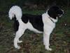Landseer Luffe