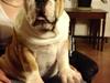 Engelsk bulldog Eddie