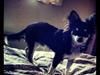 Chihuahua Disko
