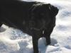 Labrador retriever Matti