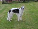 Borzoi Mille