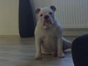 Engelsk bulldog Mini