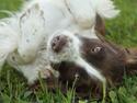 Engelsk springer spaniel Bina