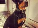 Rottweiler Sasha