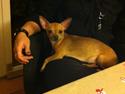 Chihuahua Alberte
