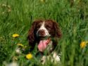 Engelsk springer spaniel Lady