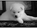 Akita inu L' Myôrô Yuki Tokimitzu