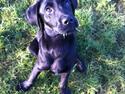 Labrador retriever Paw