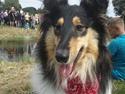Collie langhåret Mille