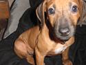 Rhodesian ridgeback Ellemosens U.S Ebba ( Leika )
