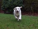 Golden retriever Thea
