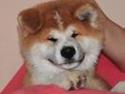 Akita inu Harou Go