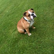 Olde english bulldogge Basil