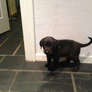 Blanding af racer Agia