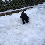 Blanding af racer Agia