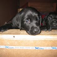 Blanding af racer Agia