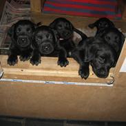 Blanding af racer Agia