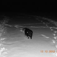 Labrador retriever Molly [himmelhund]