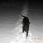 Labrador retriever Molly