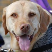 Labrador retriever Bamse