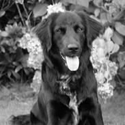 Blanding af racer Lucy