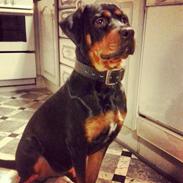 Rottweiler Sasha