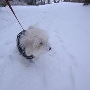 Coton de tulear Maui Sirene