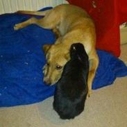 Blanding af racer Sammy